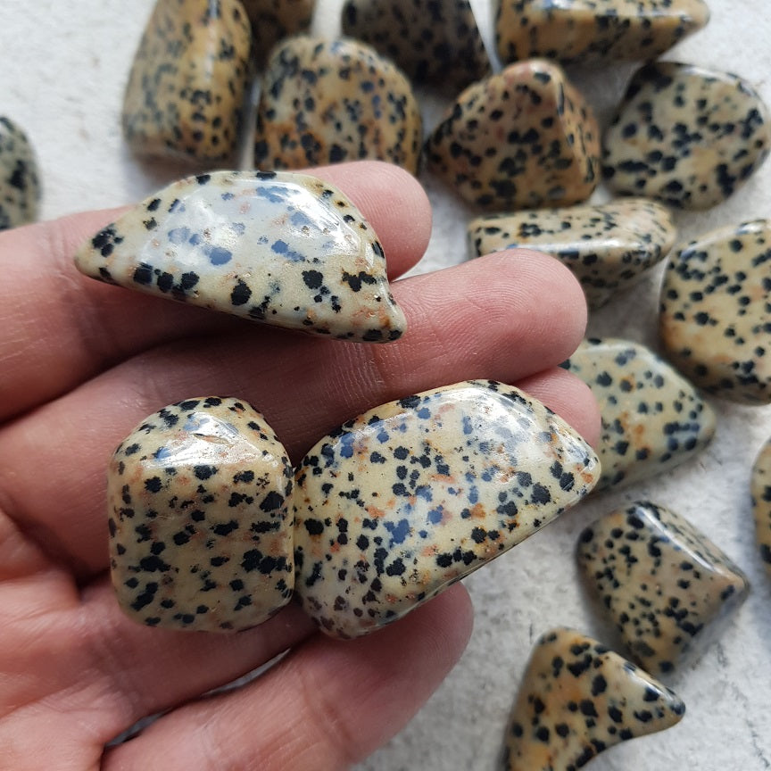 Dalmatian Jasper Tumbled 200gms (10-15pc) Dalmatian Jasper Tumbled 200gms (10-15pc)